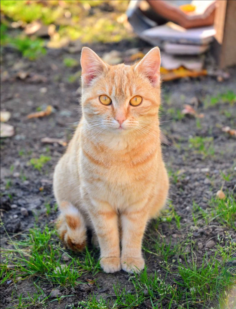 直近のゴールドの動きと天気と猫